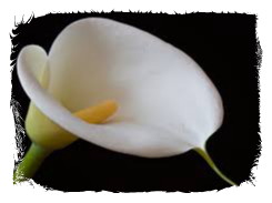 funeral flowers 4-framed