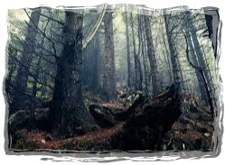 empire capathian mt 2-